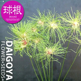 楽天市場 球根 アリウムの通販
