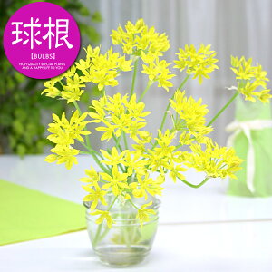 AE [[ijyz8_AE_HA__̔_ʔ_