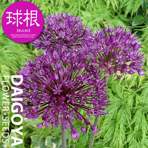 アリウム パープルセンセーション(紫)【球根】2球入り_アリウム_秋植え_球根_販売_通販_
