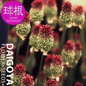 アリウム スファエロセファロン(丹頂)(赤紫)【球根】8球入り_アリウム_秋植え_球根_販売_通販_