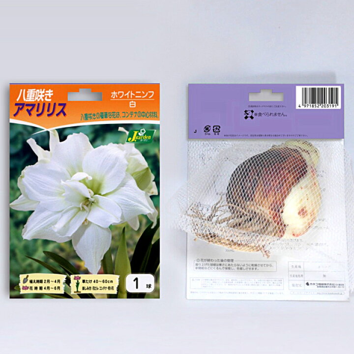 楽天市場 アマリリス 八重咲き 大球 ホワイトニンフ 白 球根 1球袋詰め 種苗 花苗 球根の専門店 大郷屋
