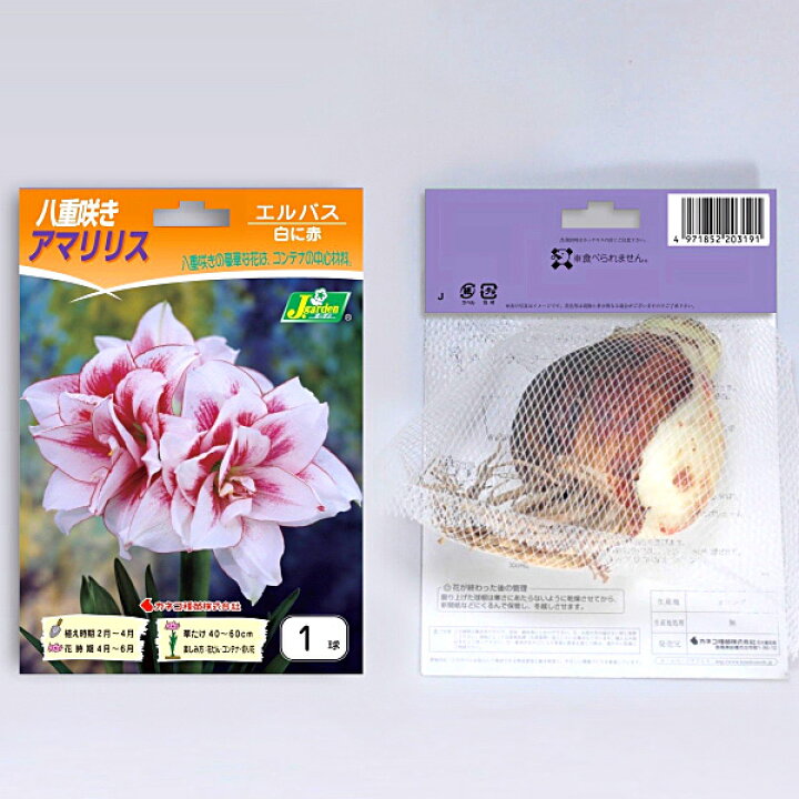 楽天市場 アマリリス 八重咲き 大球 エルバス 桃に白 球根 1球袋詰め 種苗 花苗 球根の専門店 大郷屋
