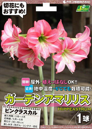 楽天市場 アマリリス ピンクラスカル 球根 1球 春植え球根 種苗 花苗 球根の専門店 大郷屋