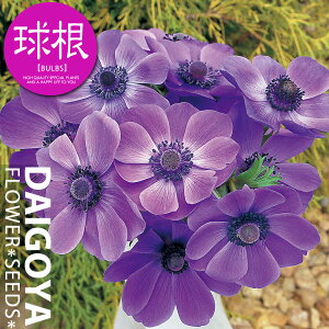 AllEfJ u[ijyz35mlO _ All_HA__̔_ʔ_