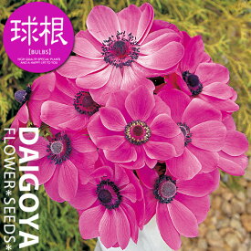 楽天市場 アネモネ 苗 花 ガーデン Diy の通販