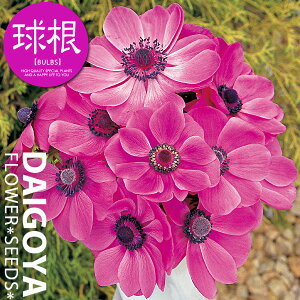 AllEfJ [Yijyz35mlO _ All_HA__̔_ʔ_