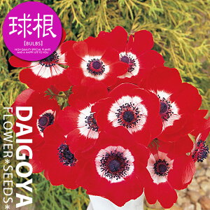 AllEfJ XJ[bgiԁEjyz35mlO _ All_HA__̔_ʔ_