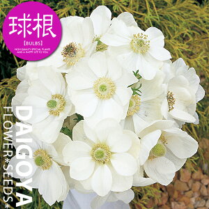 AllEfJ zCgijyz35mlO _ All_HA__̔_ʔ_