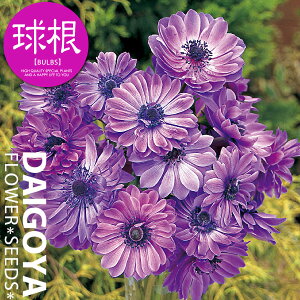 AllEi[N u[ijyz20mlO _ All_HA__̔_ʔ_