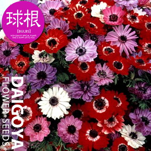 AllEi[Niejyz20mlO _ All_HA__̔_ʔ_