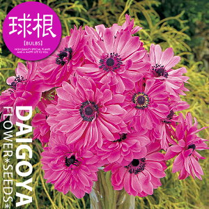 AllEi[N [Yijyz20mlO _ All_HA__̔_ʔ_