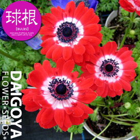 楽天市場 アネモネ 八重咲きの通販