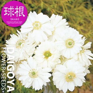 AllEi[N zCgijyz20mlO _ All_HA__̔_ʔ_