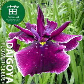 楽天市場 球根 菖蒲の通販 楽天市場 球根 菖蒲の通販