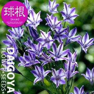 geCAiu[fBAjfB[i/jyz5 _ HA__̔_ʔ_