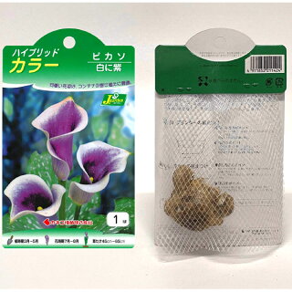 楽天市場 ハイブリッドカラー ピカソ 球根 1球袋詰め 種苗 花苗 球根の専門店 大郷屋