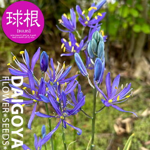 J}VA u[fBijyz3_J}VA_HA__̔_ʔ_