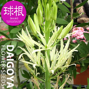 J}VA Aoijyz1_J}VA_HA__̔_ʔ_