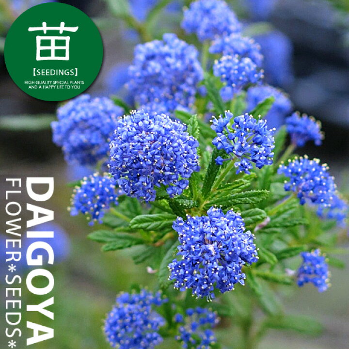 楽天市場 セアノサス カリフォルニアライラック パシフィックブルー 12cmポリポット苗 種苗 花苗 球根の専門店 大郷屋 楽天市場 セアノサス カリフォルニアライラック パシフィックブルー 12cmポリポット苗 種苗 花苗 球根の専門店 大郷屋