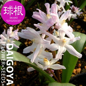 `ImhNT sNWCAgijyz5 _ HA__̔_ʔ_