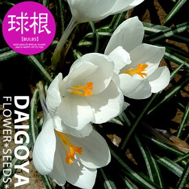 楽天市場 アヤメ 球根の通販