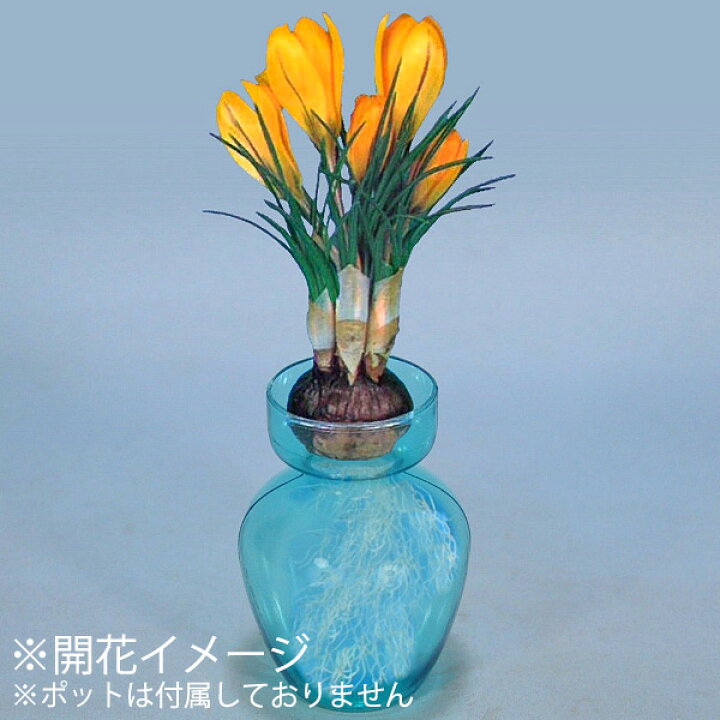 楽天市場 クロッカス 水栽培 黄花 球根 6球入り袋詰め クロッカス 水栽培 秋植え 球根 販売 通販 種苗 花苗 球根の専門店 大郷屋