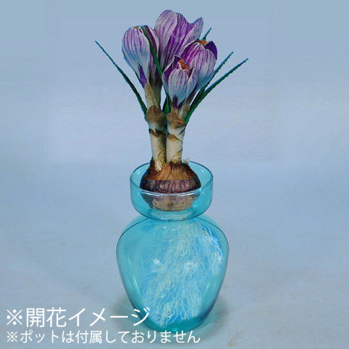 楽天市場 クロッカス 水栽培 絞り花 球根 6球入り袋詰め クロッカス 水栽培 秋植え 球根 販売 通販 種苗 花苗 球根の専門店 大郷屋