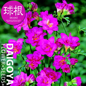 t[WA d炫 _usNijyz5܋l_t[WA_HA__̔_ʔ_