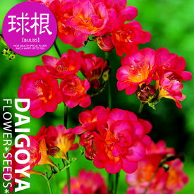 楽天市場 鉢植え フリージアの通販