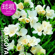 フリージア 八重咲き ダブルホワイト（白）【球根】5球入り袋詰め_フリージア_秋植え_球根_販売_通販_
