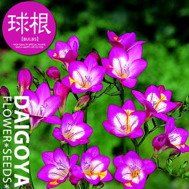 楽天市場 鉢植え フリージアの通販