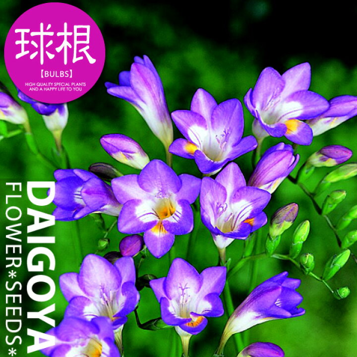 楽天市場 フリージア 一重咲き シングルパープル 紫 球根 5球入り袋詰め フリージア 秋植え 球根 販売 通販 種苗 花苗 球根の専門店 大郷屋