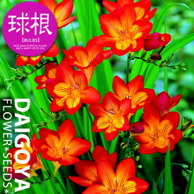 楽天市場 鉢植え フリージアの通販