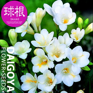 t[WA d炫 VOzCgijyz5܋l_t[WA_HA__̔_ʔ_