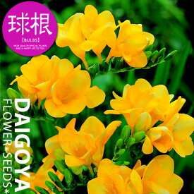 楽天市場 アヤメ 球根の通販