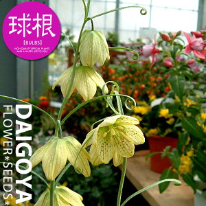 t`A LꃆiSji|Fjyz2_t`A_HA__̔_ʔ_