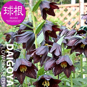 t`A iSjijyz2_t`A_HA__̔_ʔ_