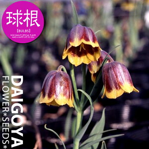 t`A ~nCtXL[iEjyz3_t`A_HA__̔_ʔ_