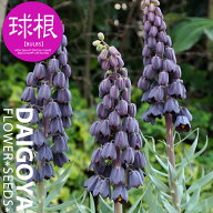 フリチラリア ペルシカアディアマン（茶黒）【球根】1球_フリチラリア_秋植え_球根_販売_通販_