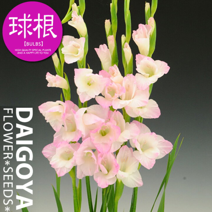 楽天市場 グラジオラス 花がすみ 球根 6球入り袋詰め 種苗 花苗 球根の専門店 大郷屋