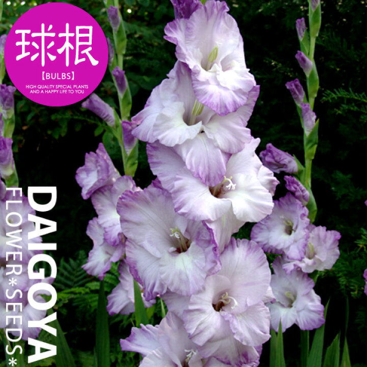 楽天市場 セレクト グラジオラス コスタ 球根 5球入り袋詰め 種苗 花苗 球根の専門店 大郷屋 楽天市場 セレクト グラジオラス コスタ 球根 5球入り袋詰め 種苗 花苗 球根の専門店 大郷屋