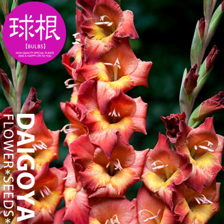 楽天市場 コンパクト グラジオラス ミッシェル 5球入り 球根 春植え球根 ミシェル 種苗 花苗 球根の専門店 大郷屋