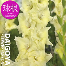 楽天市場 アヤメ 苗の通販