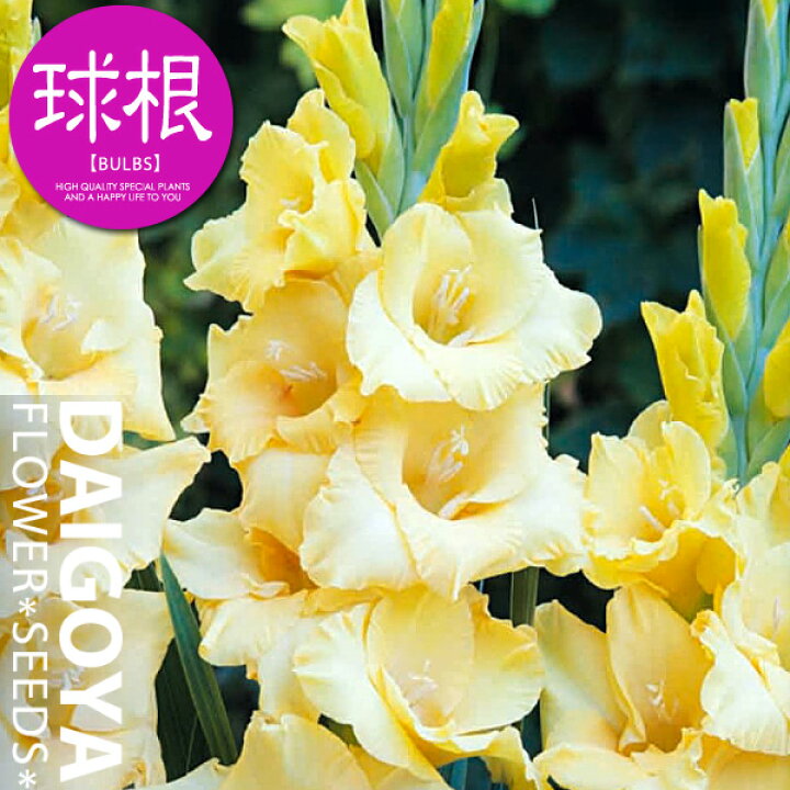 楽天市場 コンパクト グラジオラス サン 5球入り 球根 春植え球根 種苗 花苗 球根の専門店 大郷屋