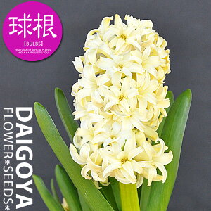 qVX  yz1lbgl 16cm`17cm_qVX_qAVX_HA__̔_ʔ_