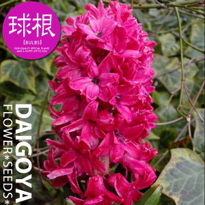 qVX ԉ yz1lbgl 16cm`17cm_qVX_qAVX_HA__̔_ʔ_