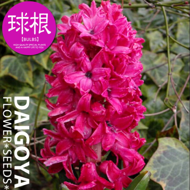 楽天市場 ヒヤシンス 赤花 球根 1球ネット詰め 16cm 17cm球 ヒヤシンス ヒアシンス 秋植え 球根 販売 通販 種苗 花苗 球根の専門店 大郷屋