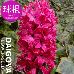 qVX Ԓd܋l ԁyz3i14cmj_qVX_qAVX_HA__̔_ʔ_