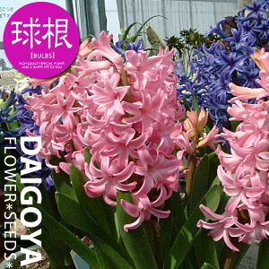 qVX Ԓd܋l yz3i14cmj_qVX_qAVX_HA__̔_ʔ_