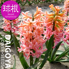 楽天市場 秋植え球根 ヒヤシンスの通販